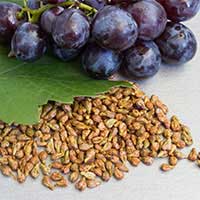 Grape Seed - ZenCortex Ingredient